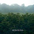 And Also The Trees - And Also The Trees / ReIssue (CD)1
